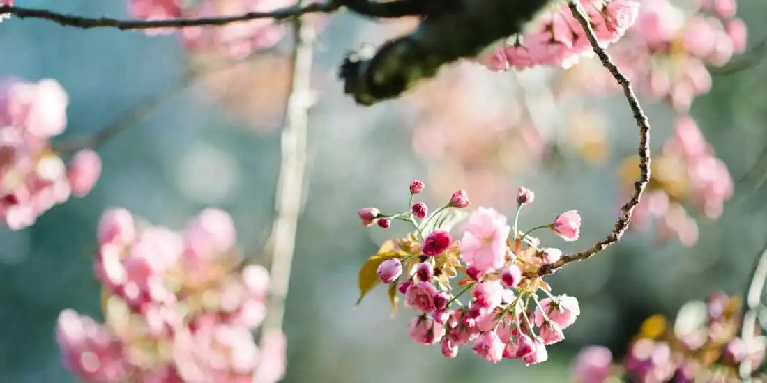 Here’s When Washington, D.C. Cherry Blossoms Will Be at Their Peak, According to the National Park Service