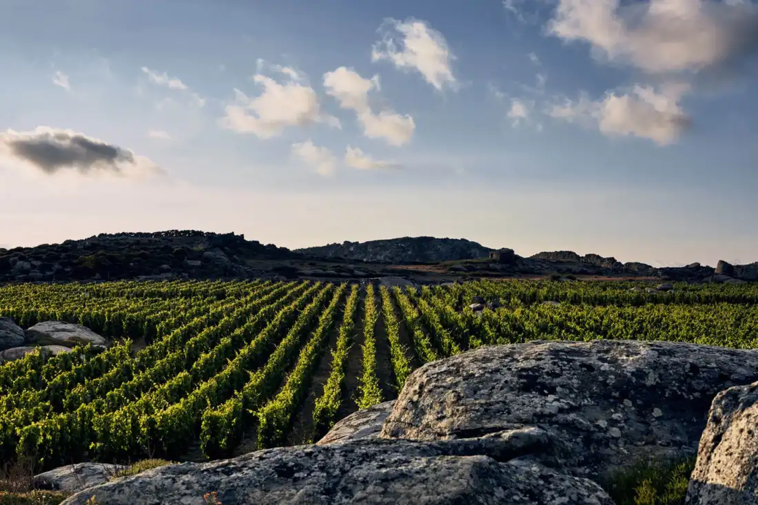 The Unique Wine Varieties of the Cycladic Island Tinos
